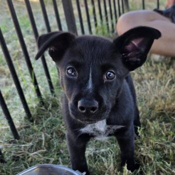 Bluey -  Husky and Cattle Dog Dog for Adoption in Midland, Texas - Bluey | PetCurious