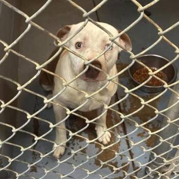 Butch -  Mixed Breed Dog for Adoption in Gadsden, Alabama - Butch | PetCurious