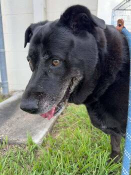 Annie -  Labrador Retriever Dog for Adoption in Scott, Louisiana - Annie | PetCurious