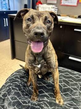 Dutch Shepherd and Mixed Breed Dogs Available for Adoption in Olathe, Kansas - OLIVER | PetCurious
