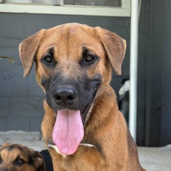 Thomas -  Black Mouth Cur and Shepherd Dog for Adoption in Boerne, Texas - Thomas | PetCurious