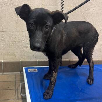 Karlin -  Belgian Shepherd Malinois Dog for Adoption in Birmingham, Alabama - Karlin | PetCurious