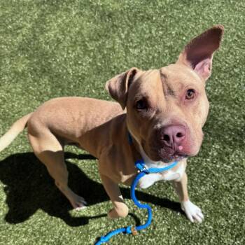 Terrier Dogs Available for Adoption - Reuben | PetCurious