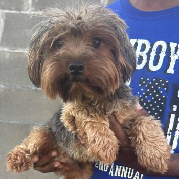 Hank - Local Sept 11-13 -  Yorkshire Terrier Dog for Adoption in Brookshire, Texas - Hank - Local Sept 11-13 | PetCurious