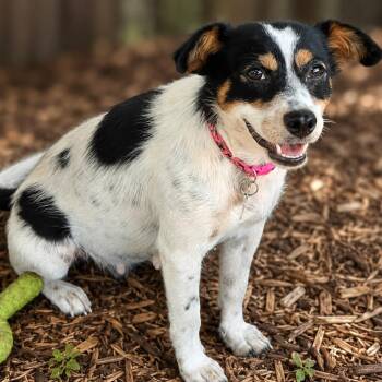 Ivy -  Parson Russell Terrier and Rat Terrier Dog for Adoption in Boerne, Texas - Ivy | PetCurious