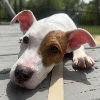 Opal -  Pit Bull Terrier Dog for Adoption in Monroe, Michigan - Opal | PetCurious