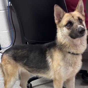 Enid -  German Shepherd Dog and Mixed Breed Dog for Adoption in Indianapolis, Indiana - Enid | PetCurious