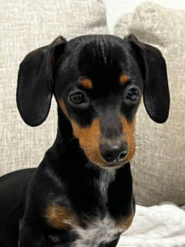 Rescue Dachshund Dogs for Adoption in Houston, Texas - Nugget2 | PetCurious