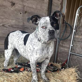 Mixed Breed Dogs Available for Adoption - Molly | PetCurious