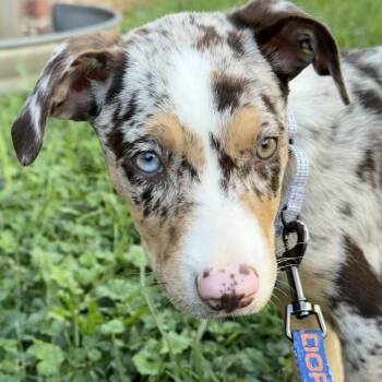 Calypso -  Australian Shepherd and German Shepherd Dog Dog for Adoption in Potomac, Maryland - Calypso | PetCurious