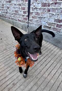 Ryder -  Australian Cattle Dog Blue Heeler and Australian Kelpie Dog for Adoption in Houston, Texas - Ryder | PetCurious