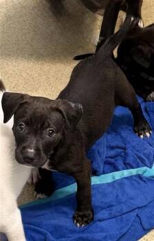 A807299 -  Labrador Retriever Dog for Adoption in San Antonio, Texas - A807299 | PetCurious