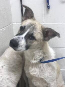 Anatolian Shepherd and Australian Cattle Dog Blue Heeler Dogs Available for Adoption in Conroe, Texas - A428422 | PetCurious