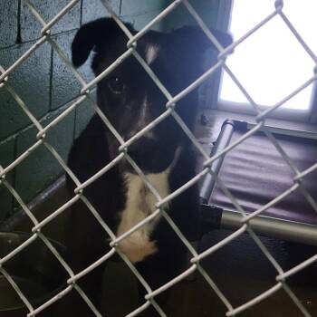 Onyx -  Border Collie Dog for Adoption in Lagrange, Georgia - Onyx | PetCurious