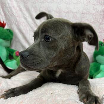 Cove -  Mixed Breed Dog for Adoption in Riverwoods, Illinois - Cove | PetCurious
