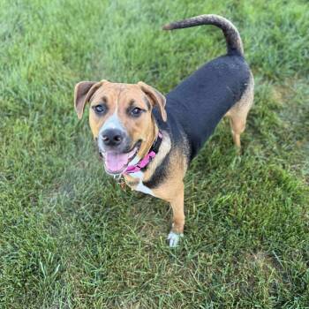 Rescue Shepherd and Hound Dogs for Adoption in Springfield, Missouri - Alexander | PetCurious