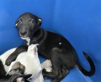 PEPSI -  Mixed Breed Dog for Adoption in Dallas, Texas - PEPSI | PetCurious