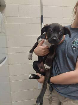 Boxer Dogs Available for Adoption - 2026-02-100 *Chop* | PetCurious