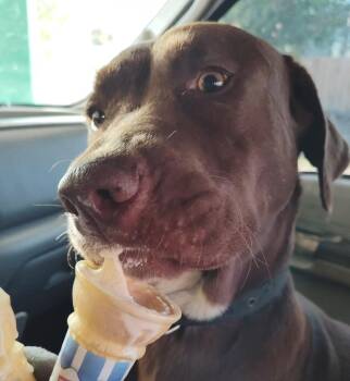 Rescue Chocolate Labrador Retriever Dogs for Adoption in Harlingen, Texas - Jackie | PetCurious
