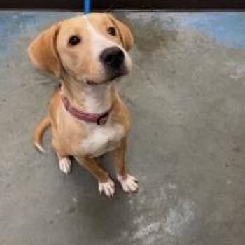Hallow -  Mixed Breed Dog for Adoption in Memphis, Tennessee - Hallow | PetCurious