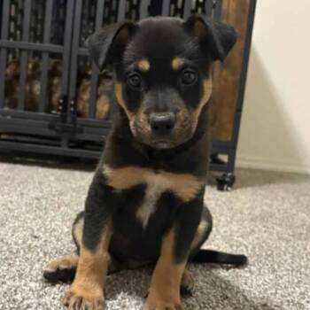 Rescue Shepherd and Mixed Breed Dogs for Adoption in Shorewood, Illinois - Koda | PetCurious