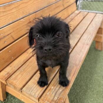 Terrier Dogs Available for Adoption in Hawthorne, California - Opal | PetCurious