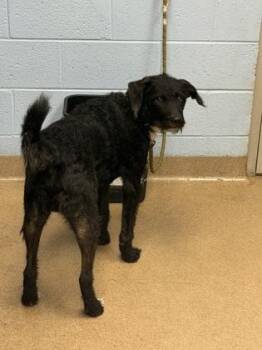 Lou -  Mixed Breed Dog for Adoption in Chamblee, Georgia - Lou | PetCurious