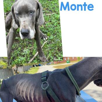 Montie -  Great Dane Dog for Adoption in Opelika, Alabama - Montie | PetCurious