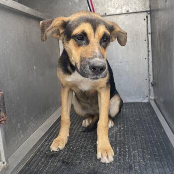 Shepherd Dogs Available for Adoption in Edinburg, Texas - Princess Leia | PetCurious