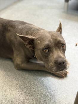 STAR -  Mixed Breed and Pit Bull Terrier Dog for Adoption in Dallas, Texas - STAR | PetCurious