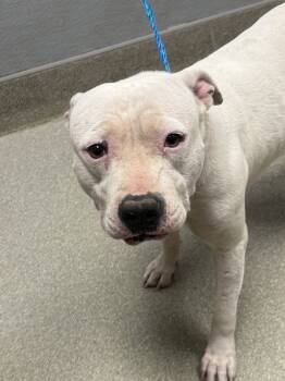 Rescue Pit Bull Terrier Dogs for Adoption in Las Vegas, Nevada - ZENA | PetCurious