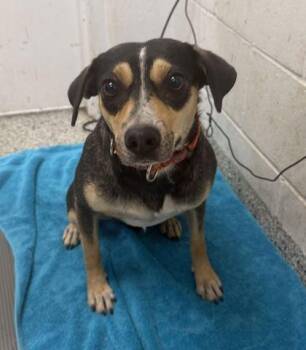 Millie -  Mixed Breed Dog for Adoption in Kansas City, Missouri - Millie | PetCurious