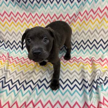 Balto -  Pit Bull Terrier and Mixed Breed Dog for Adoption in Royse City, Texas - Balto | PetCurious