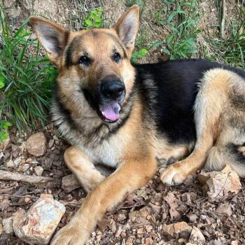German Shepherd Dog Dogs Available for Adoption in Eureka Springs, Arkansas - Ralph | PetCurious