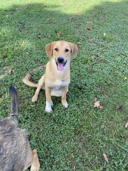 Blair -  Shepherd Dog for Adoption in Pembroke, Massachusetts - Blair | PetCurious