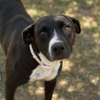 Peaches -  Terrier Dog for Adoption in Marshall, Texas - Peaches | PetCurious