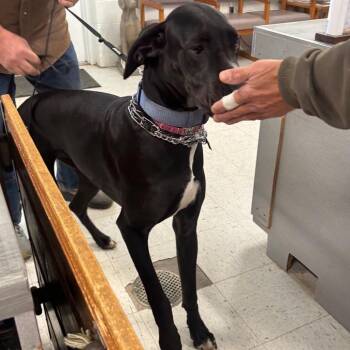 Great Dane Dogs Available for Adoption in Napoleon, Ohio - Bridgett 10D26 | PetCurious