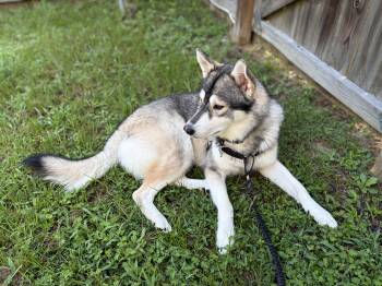 Sakari-Courtesy Listing -  Husky Dog for Adoption in Carthage, North Carolina - Sakari-Courtesy Listing | PetCurious