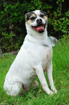 Cardi -  Australian Cattle Dog Blue Heeler Dog for Adoption in Manchester, Tennessee - Cardi | PetCurious