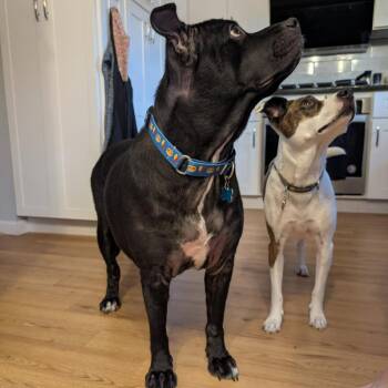 Shyla Bear -  Mixed Breed Dog for Adoption in State College, Pennsylvania - Shyla Bear | PetCurious