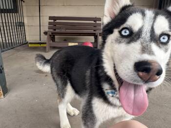Husky Dogs Available for Adoption in Plano, Texas - Maxwell | PetCurious