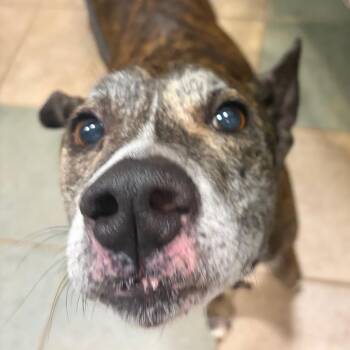 Mixed Breed Dogs Available for Adoption in Chattanooga, Tennessee - Jasmine | PetCurious