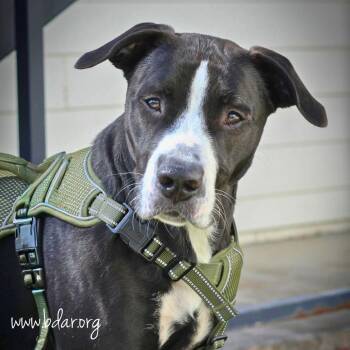 Brielle -  Staffordshire Bull Terrier and Mixed Breed Dog for Adoption in Cheyenne, Wyoming - Brielle | PetCurious