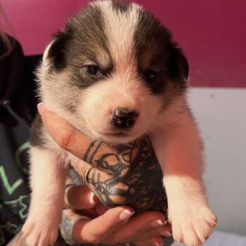 FROST -  Border Collie and Mixed Breed Dog for Adoption in Richmond, California - FROST | PetCurious