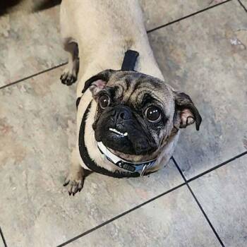 Paris -  Pug Dog for Adoption in Alvin, Texas - Paris | PetCurious