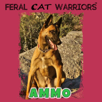 Rescue Belgian Shepherd Malinois Dogs for Adoption in Kingman, Arizona - Camo Aka Ammo | PetCurious