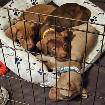 Labrador Retriever Dogs Available for Adoption in Fairfax Station, Virginia - Anastasia | PetCurious