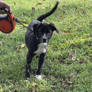 Bubba -  Mixed Breed Dog for Adoption in Jasper, Indiana - Bubba | PetCurious