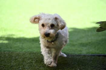 Magnificent and Marvelous Murphy -  Bichon Frise and Poodle Dog for Adoption in Carlsbad, California - Magnificent And Marvelous Murphy | PetCurious