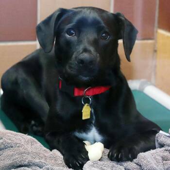 Missy -  Mixed Breed Dog for Adoption in Port Washington, New York - Missy | PetCurious